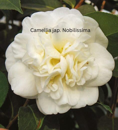 Camellia japonica weiß - Kamelie mit weißen Blüten